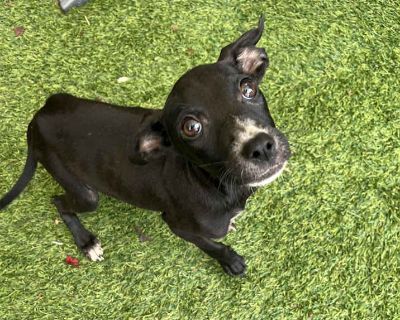 Child. Black. Microchipped. Meet Kimmie! Kimmie is an adorable 4-month-old mixed breed puppy weighing about 10 pounds. We think she may be a Chihuahua/Terrier mix and should grow to be around 18 25 pounds full grown. She s sweet, playful, and friendly and just look at those ears! Who could possibly resist them? Our puppy adoption fee is $450 (not including tax) which includes each animal is fix...