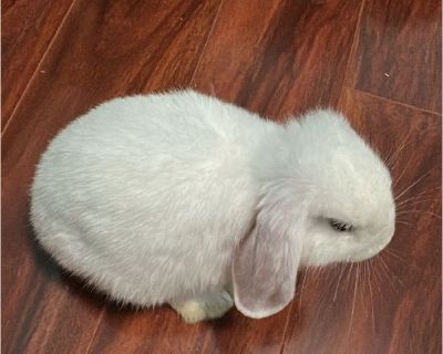 - Male Young Rabbit for Adoption