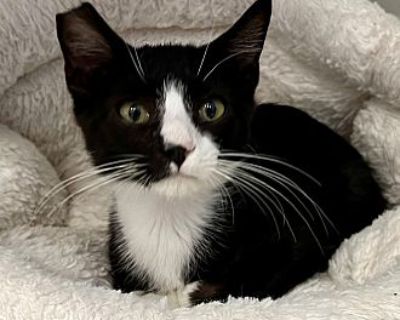 Simon - Domestic Shorthair Male Kitten for Adoption