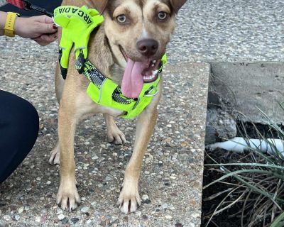 Neddy - Terrier & Chihuahua Mix Male Dog for Adoption