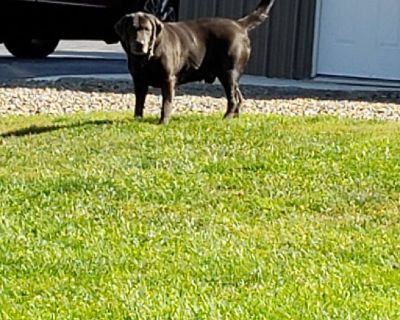 Rehoming Charcoal Male Labrador