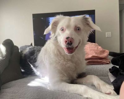 Stella - Australian Shepherd Female Dog for Adoption