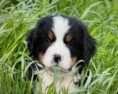 7 Female Bernese Mountain Dog Puppies for Sale