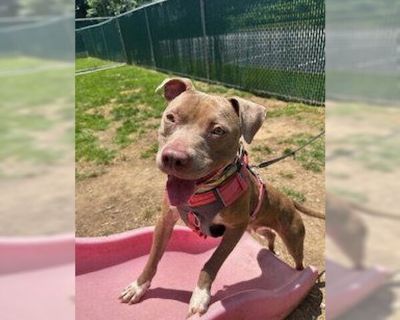 Hazel - American Pit Bull Terrier Mix Female Puppy for Adoption