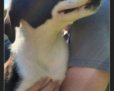 Bones - Male Puppy Lab mix for Adoption