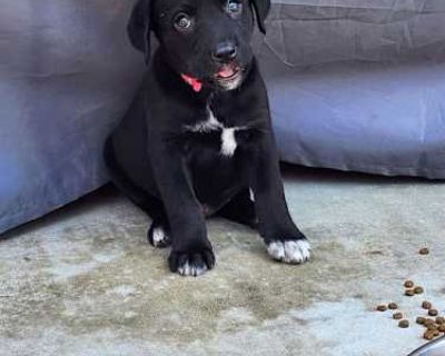 Zoey - Labrador Retriever Female Puppy for Adoption