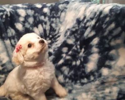 Maltipoo puppies