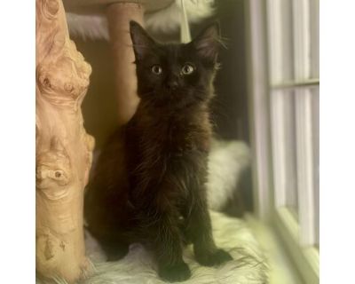 Charleston - Domestic Mediumhair Male Cat for Adoption