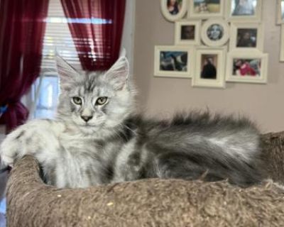 Show potential. Champion bloodlines. Vaccinated. Registered. Kittens come twice vaccinated, vet checked twice, microchipped, Tica registration, small bag of food, toys and one month trupanion insurance as well as copies of parents dna, hips and echo. These boys are extremely playful and affectionate, they get along well with all our other animals and they are just gorgeous. The boys will be big...