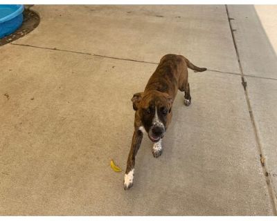 KAREN - Boxer Female Puppy for Adoption