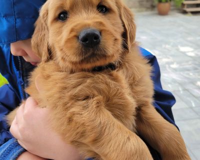 Puppyfinder best sale golden retriever