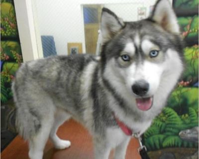 Loki - Male Puppy American Eskimo Dog for Adoption