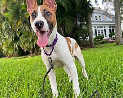 David G. (pup of Phoenix) - Rat Terrier/Belgian Malinois Mix Male Dog for Adoption