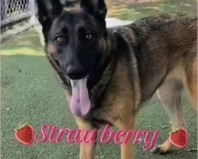 Strawberry - Female Puppy German Shepherd for Adoption