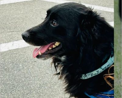 Chance - Female Puppy Corgi / Chihuahua for Adoption