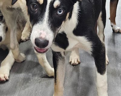 Virginia - Labrador Retriever & Husky Mix Female Puppy for Adoption