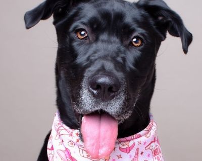 Penny - Great Dane & Black Labrador Retriever Mix Female Dog for Adoption