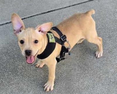 Blip - French Bulldog/Terrier (Unknown Type, Small) Mix Male Puppy for Adoption