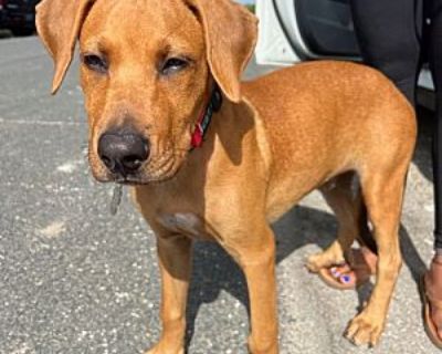 Harry - Rhodesian Ridgeback/Terrier (Unknown Type, Medium) Mix Male Puppy for Adoption