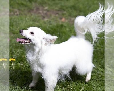 Beau a Jack Russell-Papillon Mix male - Jack Russell Terrier-Papillon Mix Male Puppy for Adoption