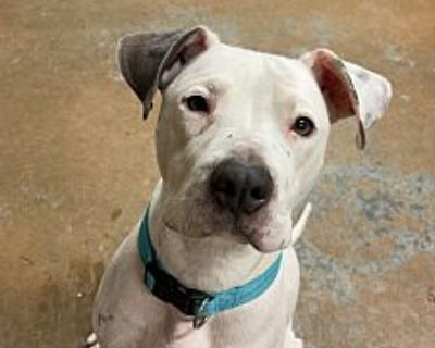 Princess - American Pit Bull Terrier Female Dog for Adoption