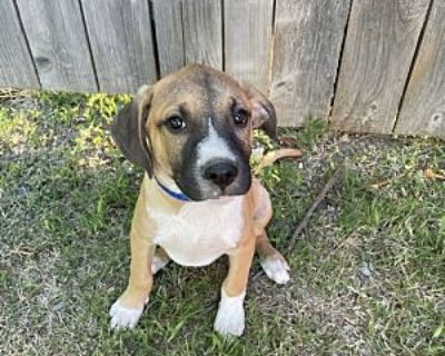 THEO - Anatolian Shepherd Female Puppy for Adoption