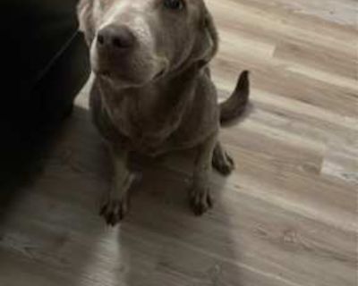 Aurora - Labrador Retriever Female Dog for Adoption