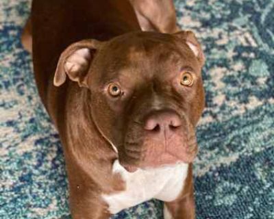 Maui - Boxer Male Dog for Adoption