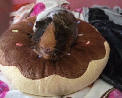 Marmalade - Guinea Pig Female for Adoption