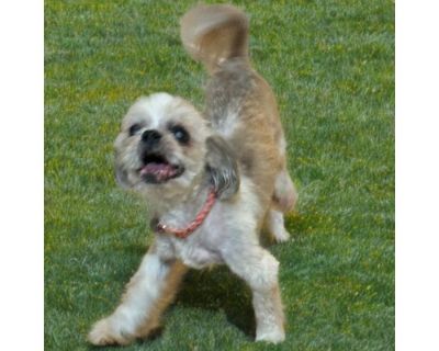 Lane - Shih Tzu Male Dog for Adoption