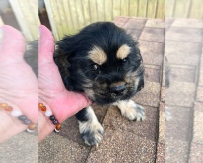 Merle Haggard - Cocker Spaniel Male Puppy for Sale