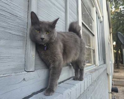 Chloe is a sweet, playful, and loves to cuddle but only when she wants to. She is not aggressive to people but will run away if she does not want to cuddle. She gets along with most cats. She was born on September 22, 2024. She was a kitten we kept from our siamese cat first litter. She is a Indoor/Outdoor cat for the most part prefers the indoors. I am looking to rehome her into a loving home ...