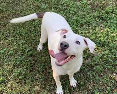 Young. White - with brown or chocolate. Vaccinated. Labrador/Terrier mix Delbert is just a little over a year old and came to us with his two sisters. He is fully vetted and looking for his own family. He gets along well with other dogs, he likes children, and he loves following his foster mom around her property. We believe he might have some Feist in him as he is quite the hunter. PLEASE SEND...