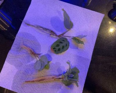 Baby plants to grow big and strong