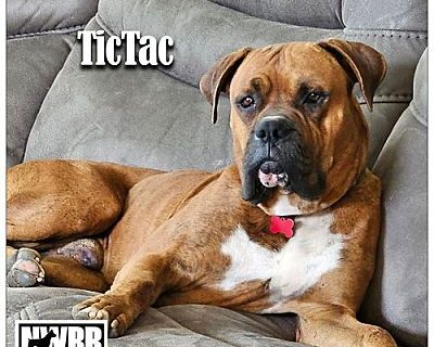 TicTac - Boxer Male Dog for Adoption