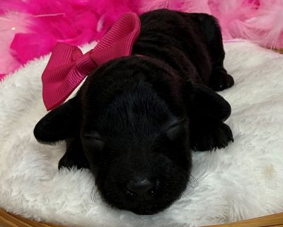 Im Cici s adorable Black and White Mini Poodle, Pink Girl. Both my parents have great temperaments and have been genetically health tested. My Mom is a 9lb Poodle and my dad is a 6lb Poodle. I have removed my dewclaws, had my tail docked, received early neurostimulation and litter box training, and will have all my deworming and first puppy vaccines and a thorough nose-to-tail vet examination b...