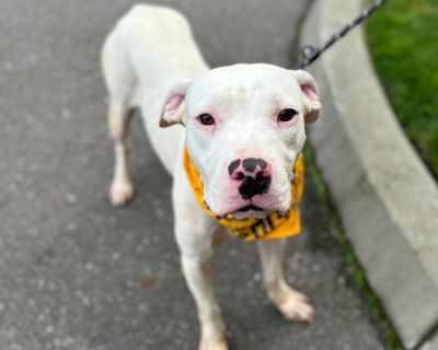 Provolone - Dogo Argentino Female Puppy for Adoption