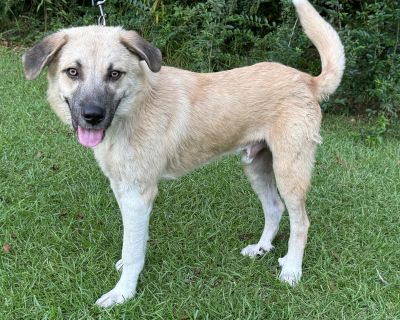 Rocco - Great Pyrenees & Mountain Cur Mix Male Dog for Adoption