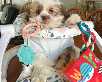 Hi Everyone!! Im Potato! Tato for short, and Im convinced my foster momma hates me! She insists on going to the bathroom unattended, puts me in timeout in the little naked hooman chair, and worst of all doesnt give me attention every second of the day. I must say I am being tortured! So this is me asking if someone will adopt me to save me from these cruel and unethical crimes. Heres the deal! ...