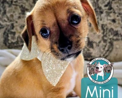 This cutie is Mini Chi. She is currently 5 weeks old and weighs less than 2 lbs. We think she is a Chihuahua, but with rescue its a guess! What matters most is that they are adorable and are one the MOST desperate in the entire US based on statistics for where this puppy is from. Shelters in this area are having to euthanize puppies. So, this puppy needs you! If you choose a puppy from us, it s...