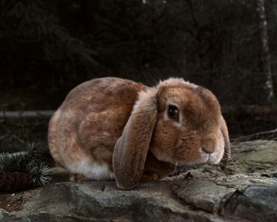 Beautiful Mini Plush Lop Bunny