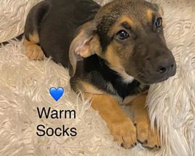 Warm Socks - Dachshund/Hound (Unknown Type) Mix Male Puppy for Adoption