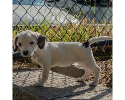 Londyn - Terrier (Unknown Type, Medium)/Dachshund Mix Female Puppy for Adoption