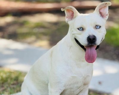 Rescue From Texas Snow was discarded like an old toy. Broken, outgrown, no longer wanted. So she began surviving on the streets the only way she knew how. Maybe that s why she still carries fear. Fear of strangers of people who likely hurt her, chased her away. But with a little love, a little care, and a little time, Snow starts to open up. She blossoms into a sweet, gentle, and obedient girl....