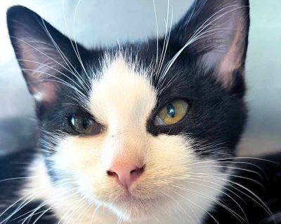 Bubble - Domestic Shorthair Male Kitten for Adoption