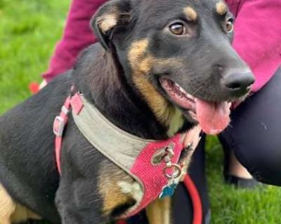 Lily - German Shepherd Dog Female Dog for Adoption