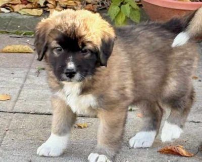Child. Brown/chocolate - with black. Feast your eyes on this darling litter of 11 this fall! The "Leaf" litter is perfect example of all the various colors of foliage on the trees this autumn season! The pups were born in rescue on September 27th and have been expertly raised by their Momma (Autumn Leaf - also available for adoption and photo included for reference) and all in the same foster h...