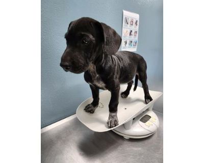 KARTER - Labrador Retriever/Australian Cattle Dog Mix Male Puppy for Adoption