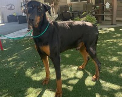 Murray - Doberman Pinscher Male Dog for Adoption