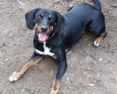 Gunner from TEXAS - Hound Male Dog for Adoption